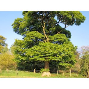 Platan javorolistý (Platanus x acerifolia) - výška 150-200 cm, obvod kmeňa 4/6 cm, kont. C20L